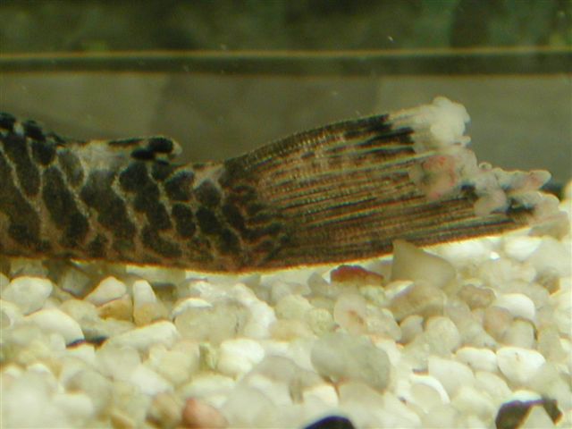 Ikke synlige virus sygdomme